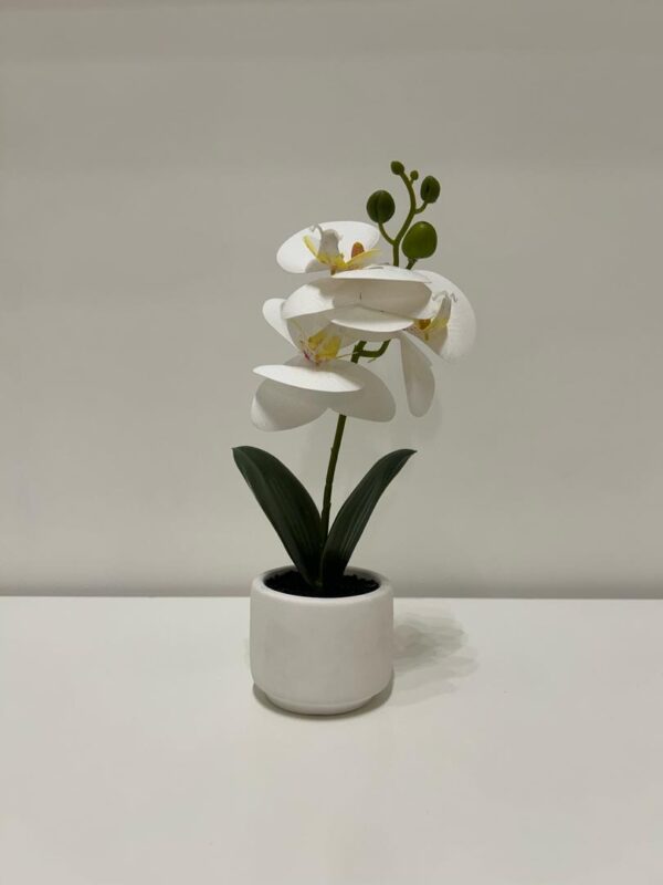 Orquídea decorativa